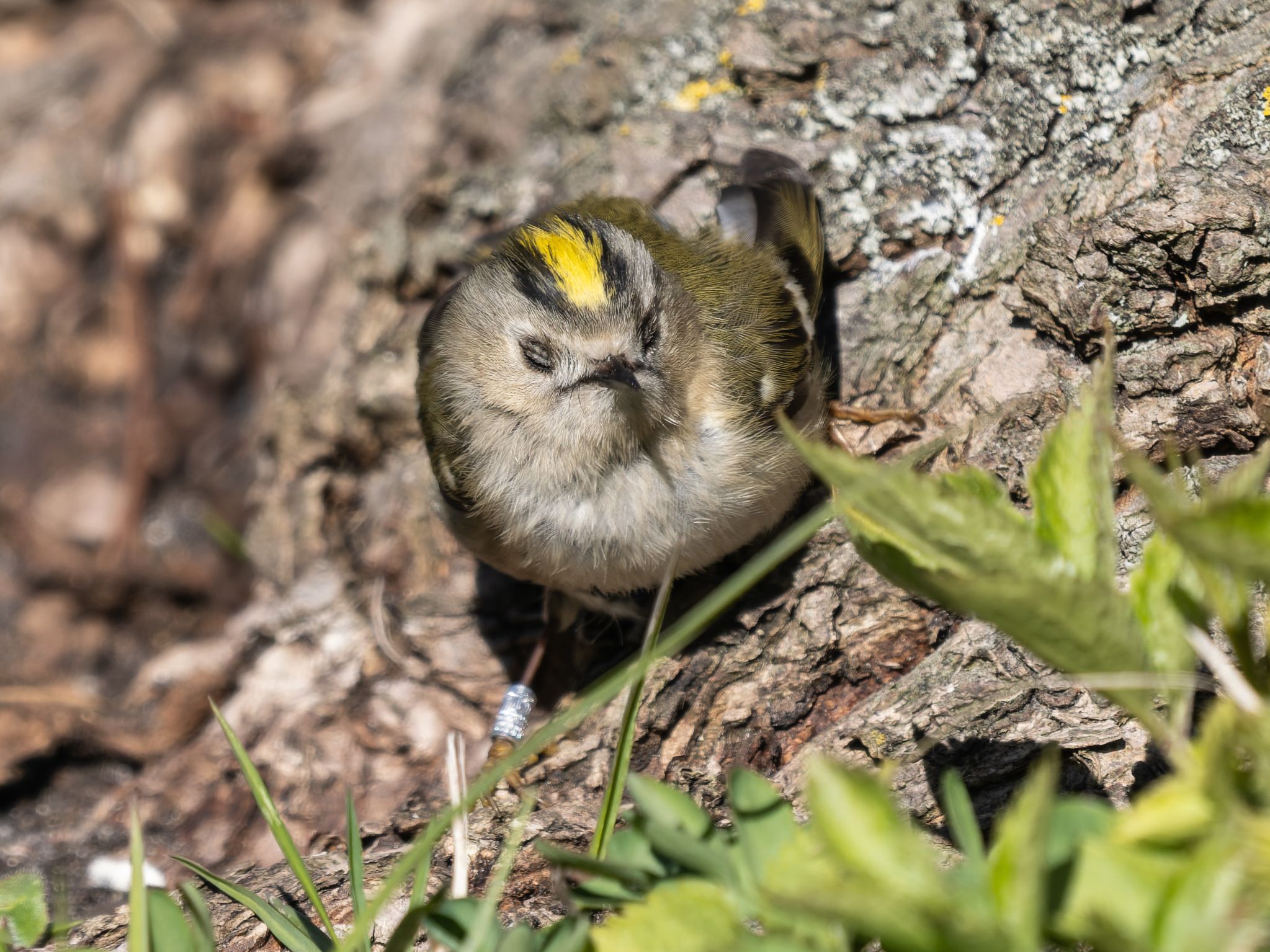 327 260424 1115 H  1HR0832 DxO DeepPRIME 3